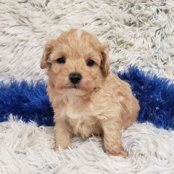 307101691 828291614886688 8656145749670664046 n