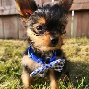Yorkie puppies