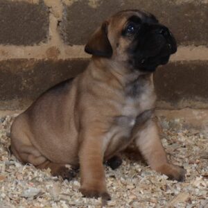 Boerboel Puppies
