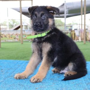 German shepherd