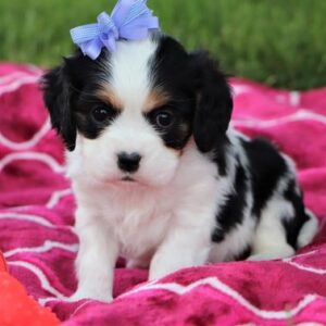cavalier-king-charles-spaniel